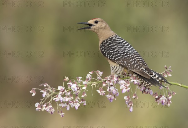 Gila Woodpecker (Melanerpes uropygialis) male calling, perched on a flowering branch, Arizona, USA