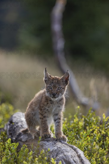 One young (10 weeks old) male Eurasian lynx, (Lynx lynx), walking over a rotten tree. Backlit condition
