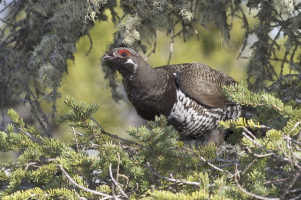 Spruce Grouse (Falcipennis canadensis) male, Manitoba, Canada
