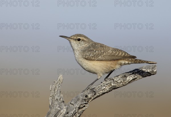 Rock Wren (Salpinctes obsoletus), New Mexico, USA