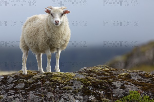 Sheep, Iceland, animal, animals, mammals, Icelandic sheep, resting, Kálfafellsstaður, Austurland, Iceland