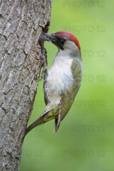 European Green Woodpecker (Picus viridis) female feeds chick in breeding cavity, Rhineland-Palatinate, Germany