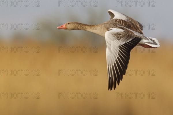 Greylag Goose (Anser anser) flying, Lake Neusiedl, Austria