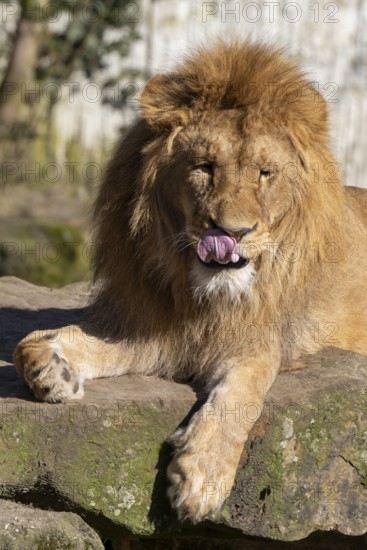Lion (Panthera leo), lies on a rocky plateau, sticks out its tongue, found in South Africa and East Africa, captive