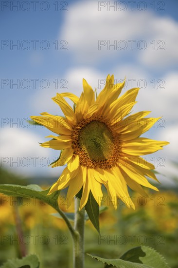 Sunflower in the foreground of a field under a blue sky, Southern Palatinate, Palatinate, Rhineland-Palatinate, Germany