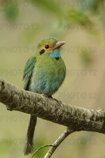 Blue-throated Motmot (Aspatha gularis) perched on a branch in Guatemala in Central America
