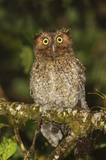 Bare-shanked Screech-Owl (Otus clarkii) perched on a branch in Costa Rica