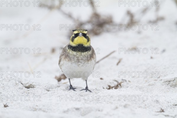 Horned Lark - Ohrenlerche - Eremophila alpestris flava, Germany