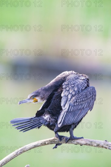 Cormorant (Phalacrocorax carbo) Germany