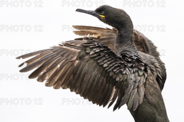 Cormorant (Gulosus aristotelis), juvenile bird spreading its wings, Hornøya Island, Vardø, Varanger, Finnmark, Norway
