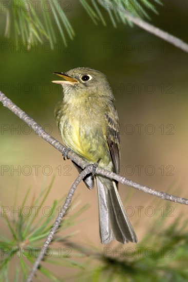 Cordilleran Flycatcher Empidonax occidentalis Chiricahua Mountains, Cochise County, ARIZONA, USA 6 June Adult Tyrannidae