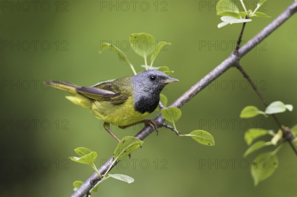 Mourning Warbler (Geothlypis philadelphia) male, Ontario, Canada