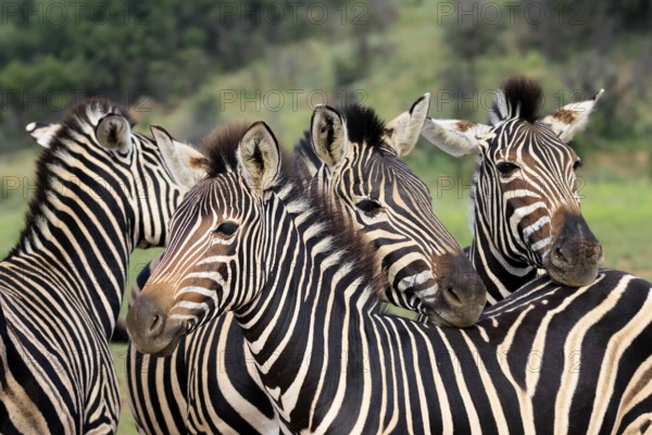 Burchell's zebra (Equus quagga burchelli), Burchell's zebra, adult, group, portrait, Pilanesberg National Park, North West Province, South Africa