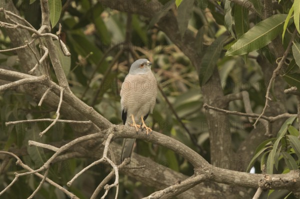 Shikra (Accipiter badius), Gambia