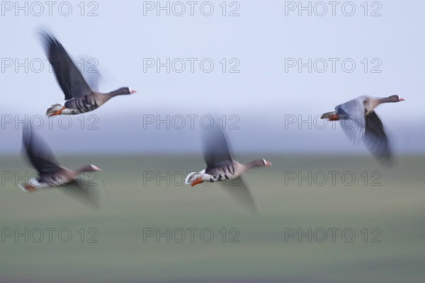 Greater White-fronted Goose (Anser albifrons) flock flying, North Rhine-Westphalia, Germany