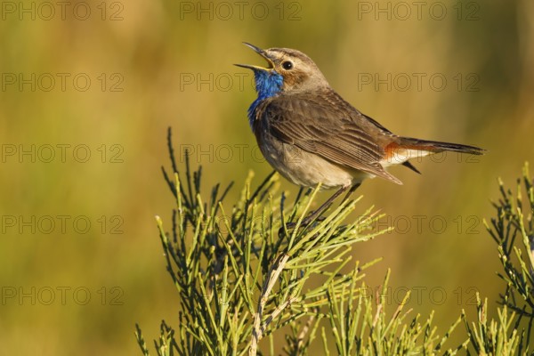 Bluethroat (Luscinia svecica cyanecula) male singing, Asturias, Spain