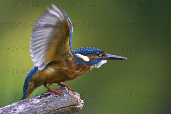 Common Kingfisher (Alcedo atthis), Saxony-Anhalt, Germany