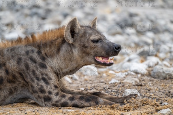 Spotted hyena or spotted hyena (Crocuta crocuta), Etosha National Park, Namibia