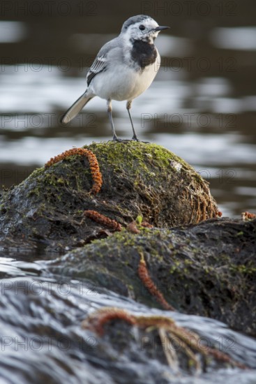 White Wagtail (Motacilla alba), over stone in waterfall, Arnoia river, Galicia, Spain