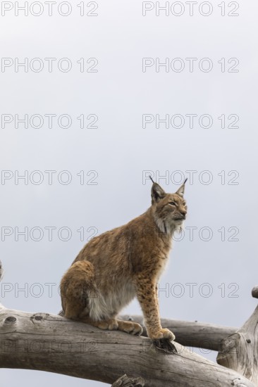 One Eurasian lynx, (Lynx lynx), standing high in a dead tree log. Mountains hide in grey mist in the background