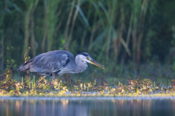 Grey Heron (Ardea cinerea) foraging, North Rhine-Westphalia, Germany