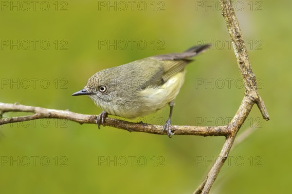 Mountain Thornbill (Acanthiza katherina), Queensland, Australia