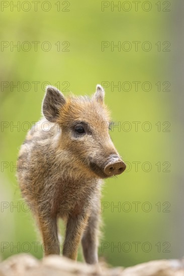 Wild boar (Sus scrofa) piglet standing in a forest, Bavaria, Germany