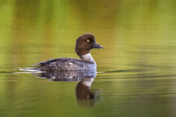 Common goldeneye, animals, birds, ducks, duck family, (Bucephala clangula), swims in water, Lentiira, Lentiira / Kuhmo, Finland