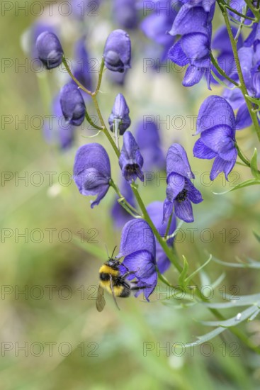 Tauern Monkshood (Aconitum tauricum), Hohe Tauern National Park, Federal Republic of Germany