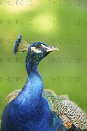 Indian peafowl (Pavo cristatus), portrait, Hesse, Germany