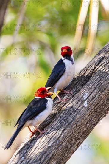 The red-capped cardinal (Paroaria gularis) Pantanal Brazil
