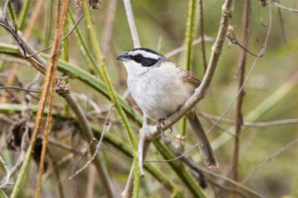 Stripe-headed Sparrow Aimophila ruficauda Sayulita, Nayarit, Mexico 19 January Adult Emberizidae