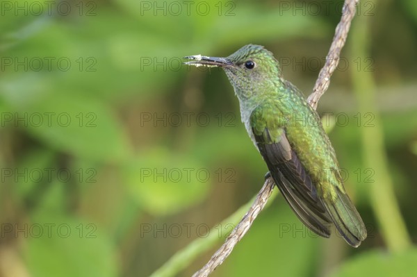 Scaly-breasted Hummingbird (Phaeochroa cuvierii) perched on a branch in Costa Rica
