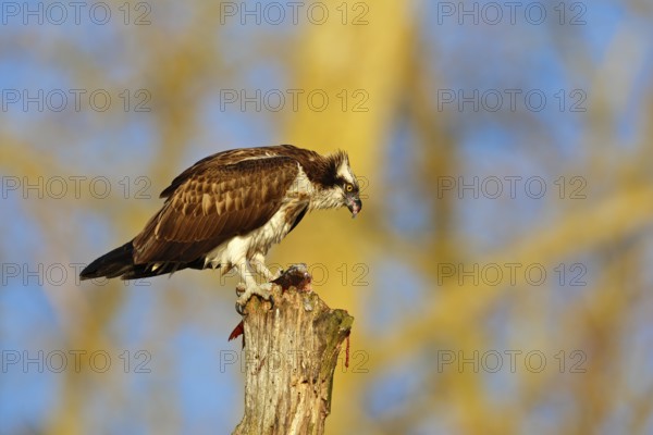 Western Osprey (Pandion haliaetus) eating a fish, Mecklenburg-Western Pomerania, Germany
