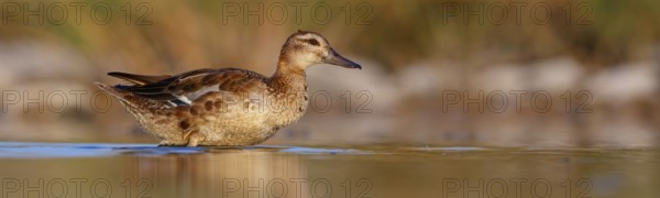 Teal, (Anas crecca), biotope, habitat, foraging, waters, animals, birds, ducks, ducks Salalah, Raysut, Dhofar, Oman