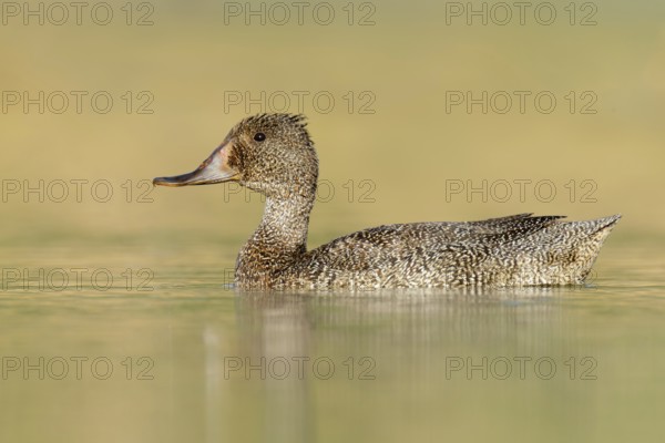 Freckled Duck (Stictonetta naevosa) female, Victoria, Australia