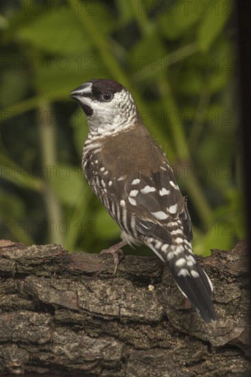 Plum-headed Finch (Neochmia modesta)