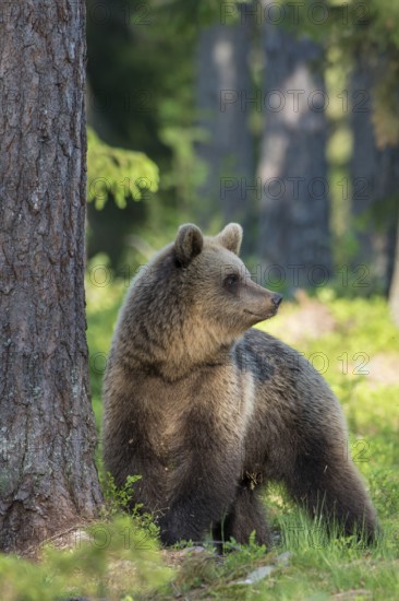 Eurasian Brown Bear (Ursus arctos) in forest, Finland