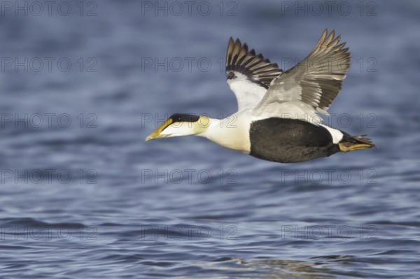 Common Eider (Somateria mollissima) male flying, Manitoba, Canada