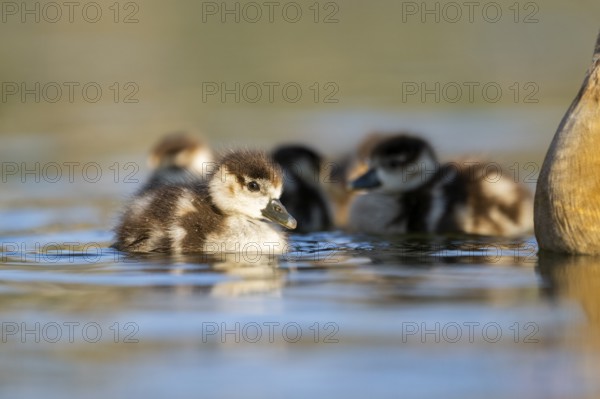 Egyptian goose (Alopochen aegyptiaca) chicks swimming on a lake, Bavaria, Germany