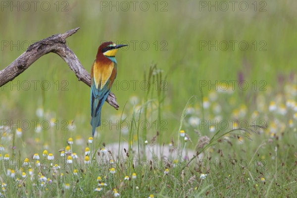 Bee-eater, (Merops apiaster), individual, perch, Tiszaalp-r, Kiskuns-gi National Park, B-cs-Kiskun, Hungary
