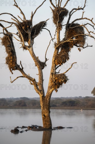 Hippos (Hippopatamus amphibius), group in the water in the morning light under a tree full of birds' nests, with reflection, adult, Kruger National Park, South Africa