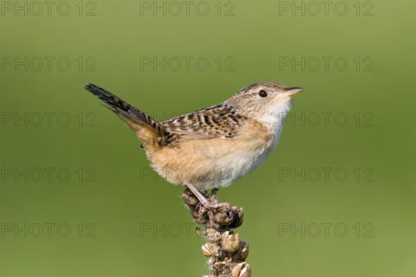 Sedge Wren Cistothorus platensis Appleton, Chippewa County, Minnesota, United States 29 May Adult Troglodytidae