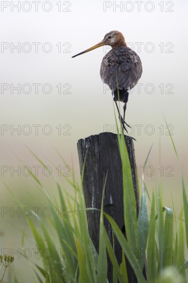 Black-tailed Godwit (Limosa limosa) male, Texel, Netherlands