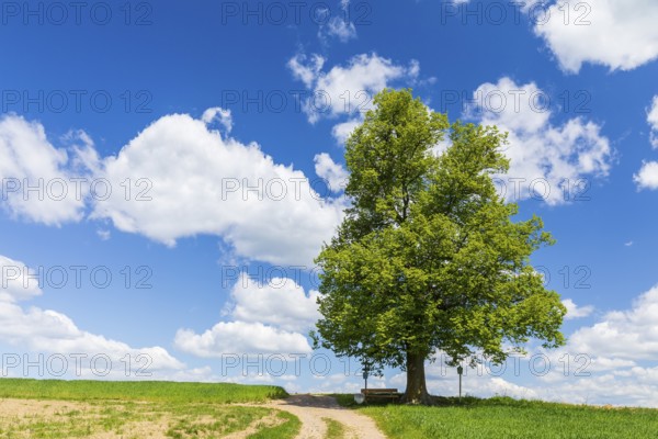 Cunnersdorfer Lime tree, single lime tree (Tilia) on a hill near Glashütte, Saxony, Germany