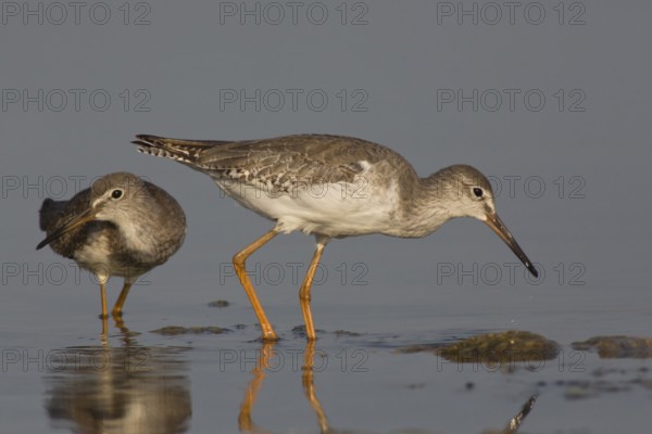 Common Redshank (Tringa totanus) foraging, Oman