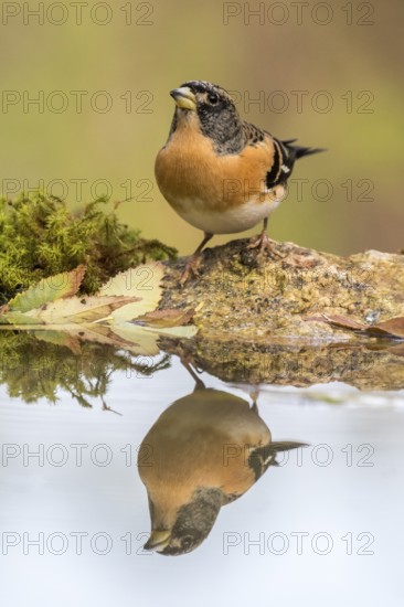 Brambling (Fringilla montifringilla) male at waterhole, Madrid, Spain
