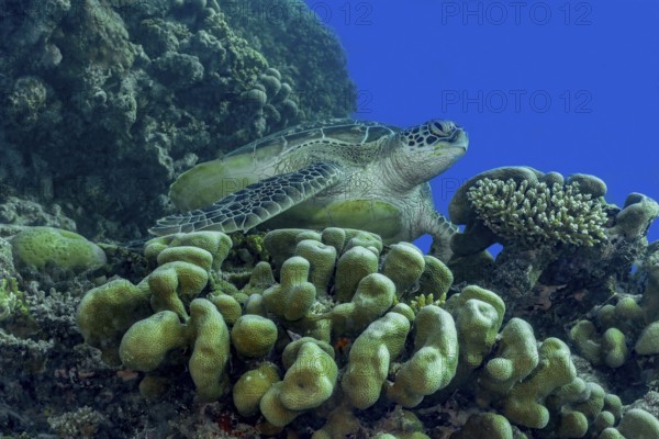 A serene green sea turtle, Chelonia mydas, rests among vibrant coral formations in the crystal-clear waters of the Maldives. The scene captures the tranquility of marine life
