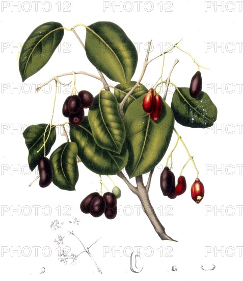 Syzygium cumini, commonly known as Malabar plum, Java plum, black plum, Jamun, Jaman, Jambul or Jambolan, is a tropical evergreen tree of the myrtle family, prized for its fruit, wood and ornamental value, Historic, digitally enhanced reproduction of a period original