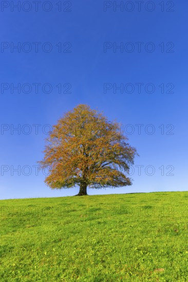 A tree with golden-brown leaves stands alone on a green hill in front of a bright blue sky, copper beech (Fagus sylvatica) in autumn, Rieden am Forggensee, Ostallgäu, Allgäu, Swabia, Bavaria, Germany